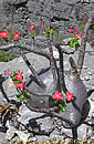 Pachypodium windsorii